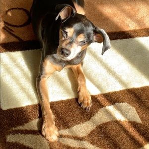 Meet your Posher, Rachel